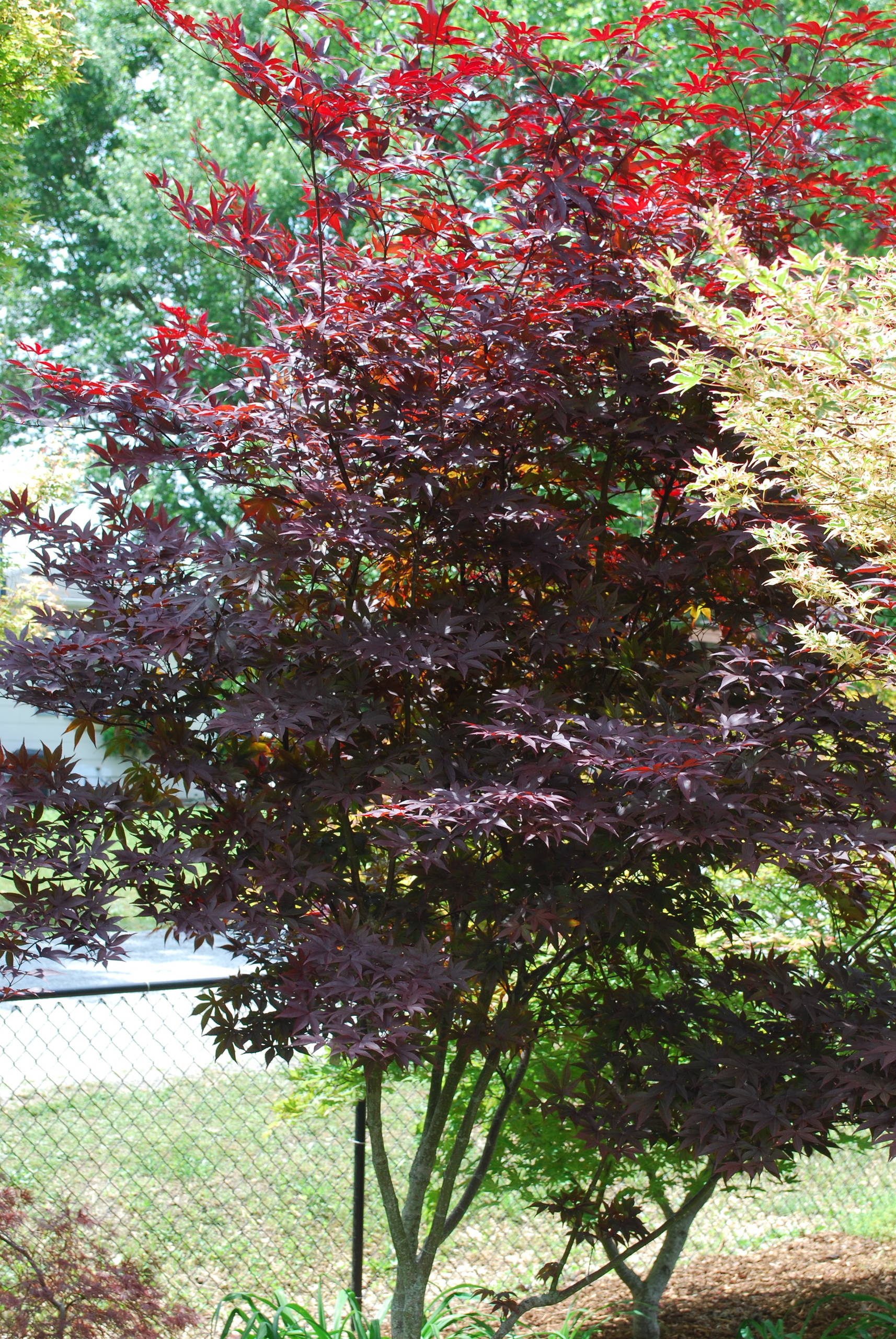 Acer palmatum 'Red Emperor' (Emperor 1)