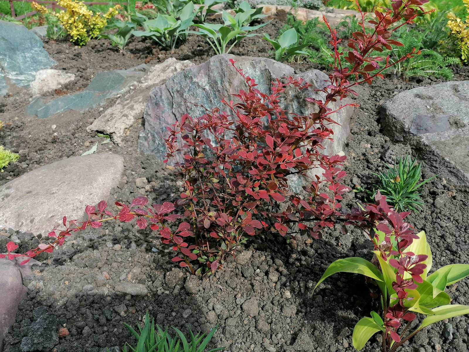 каменистый сад