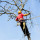 Bayside Tree Removal Service