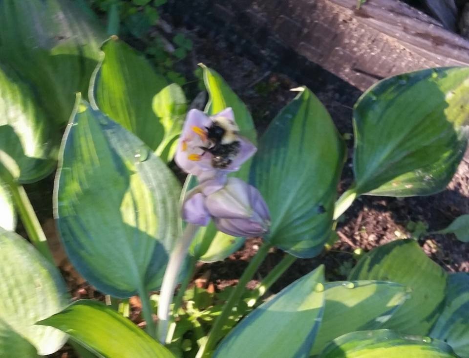 Busy bees