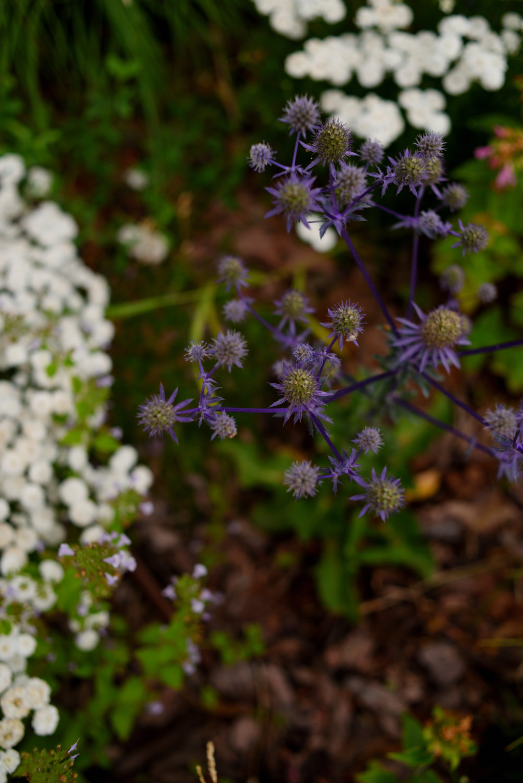 Сад с видом на Волгу