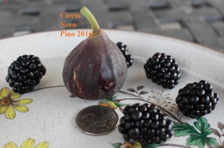 Ciccio Nero Ficus Carica fig