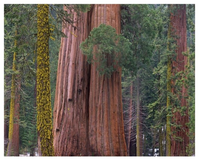 Giant Sequoia Trees California Digital Paper Print By Tim Fitzharris 22 X18 Rustic Prints And Posters By Global Gallery