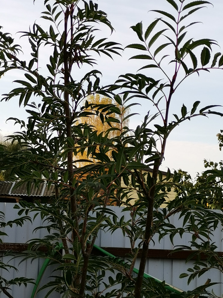 Кокшайск. Пергола – качель, шпалерный забор и обновление участка.