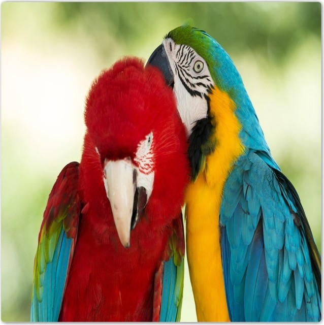 8 x 8 Rikki Knight Parrot Design Ceramic Art Tile