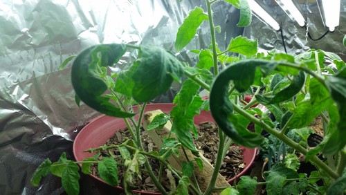 Tomato leaves curling under and dry (again)