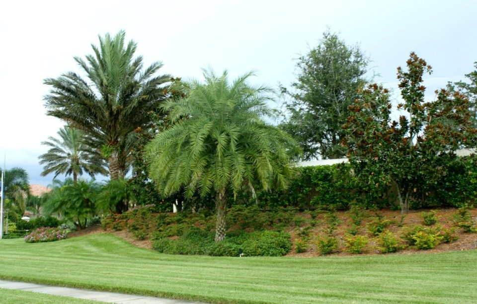 This is an example of a large tropical front yard partial sun xeriscape for spring in Tampa.