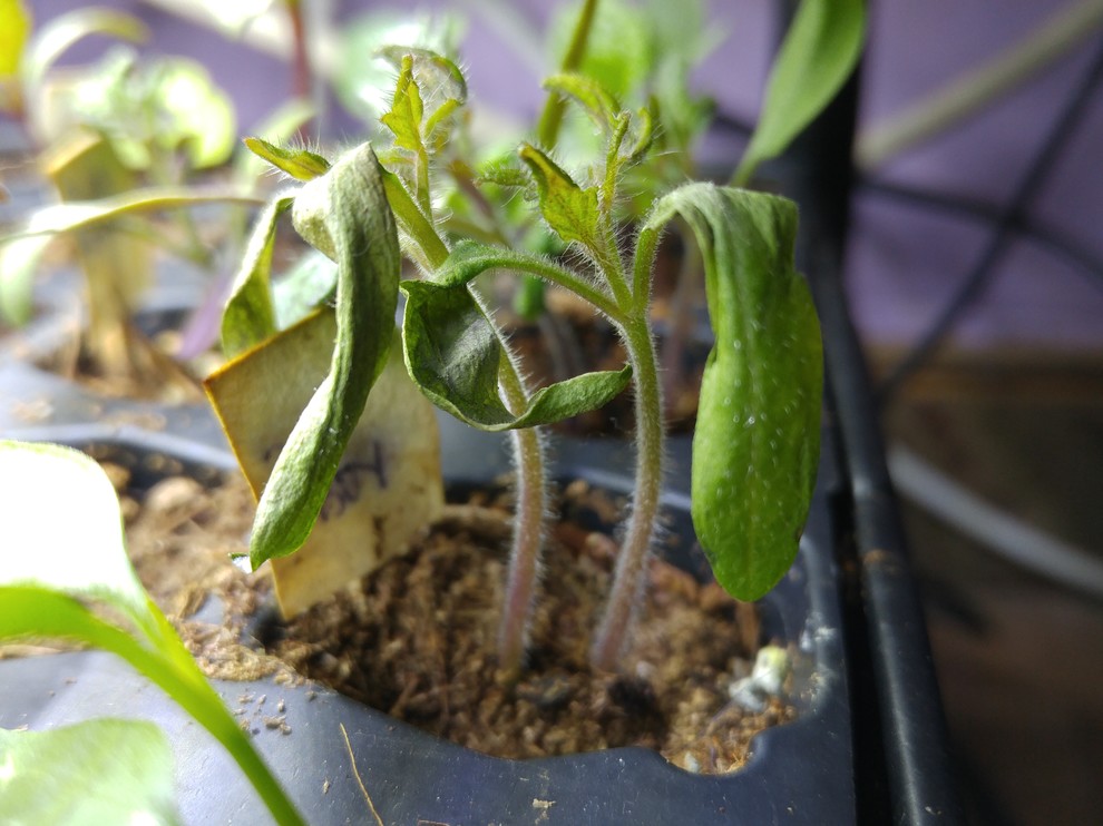 What causes seedlings to wilt?