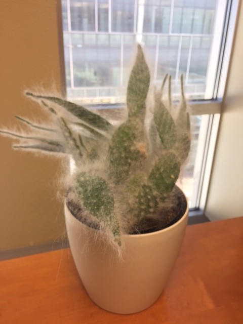 help!! my cactus is falling over