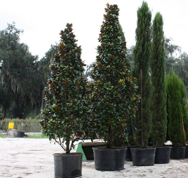 Dwarf Magnolias How Big Do They Really Get?