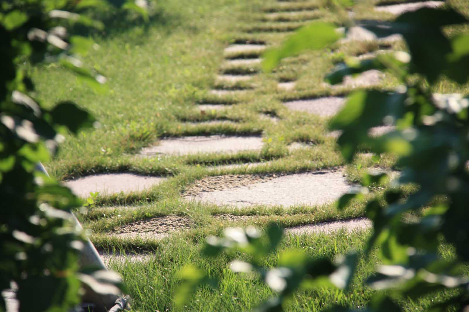 Дорожка из натурального камня (розовый плитняк) в траве