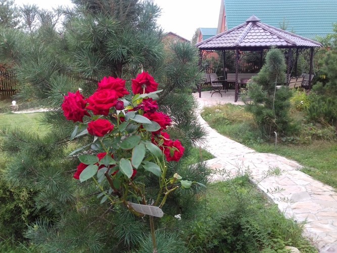 Заказать дизайн  сада  "Добрая сказка"-можно!