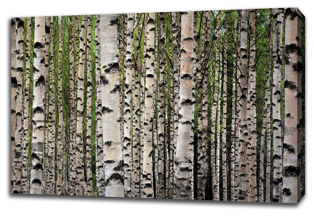 "Spring Birch" By Ying Feng Johansson, Giclee Print on Gallery Wrap Canvas