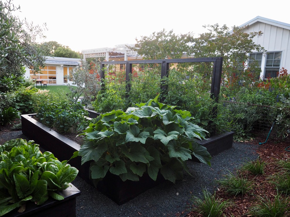 Design ideas for a mid-sized modern backyard garden in San Francisco with a vegetable garden.