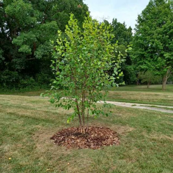 Birch transplant shock | Houzz Forum