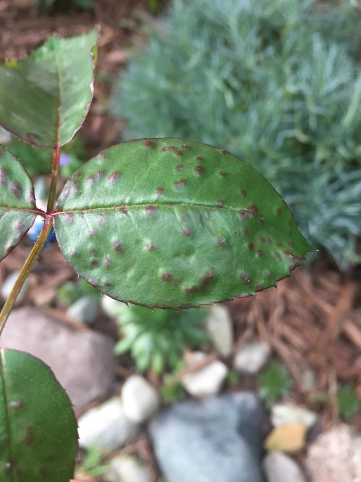 Raised brown spots on rose leaves?