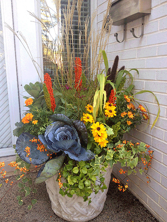 Cabbage, Yellow Daisy, Bittersweet, Corn Husks, Miscanthus Reed Grass, Variegated Vinca. This pot was planted for summer, added to for Fall and added the bittersweet to tie it all together.  Peter Atk