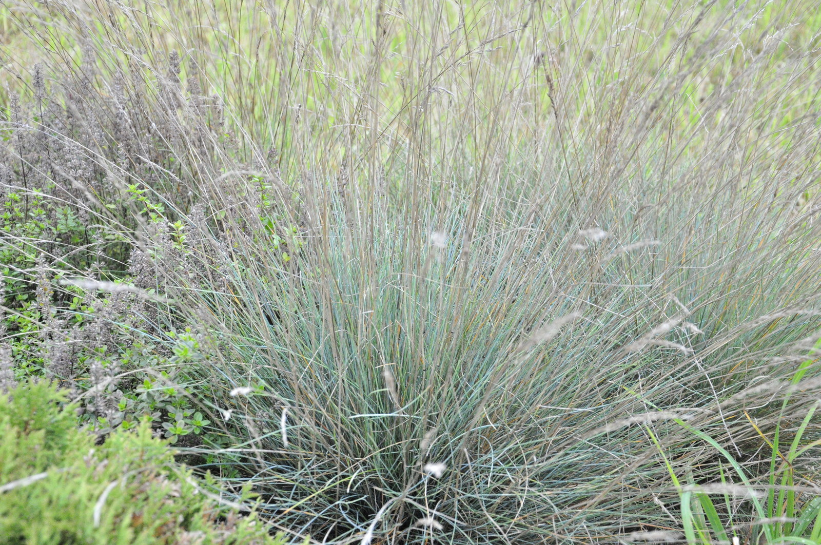 д. Коровино - Уход за садом - 100% качество