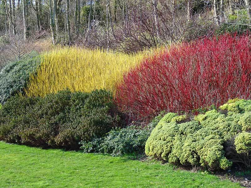 Yellow Twig Dogwood and Red Twig Dogwood - Wow by Peter Atkins and Associates