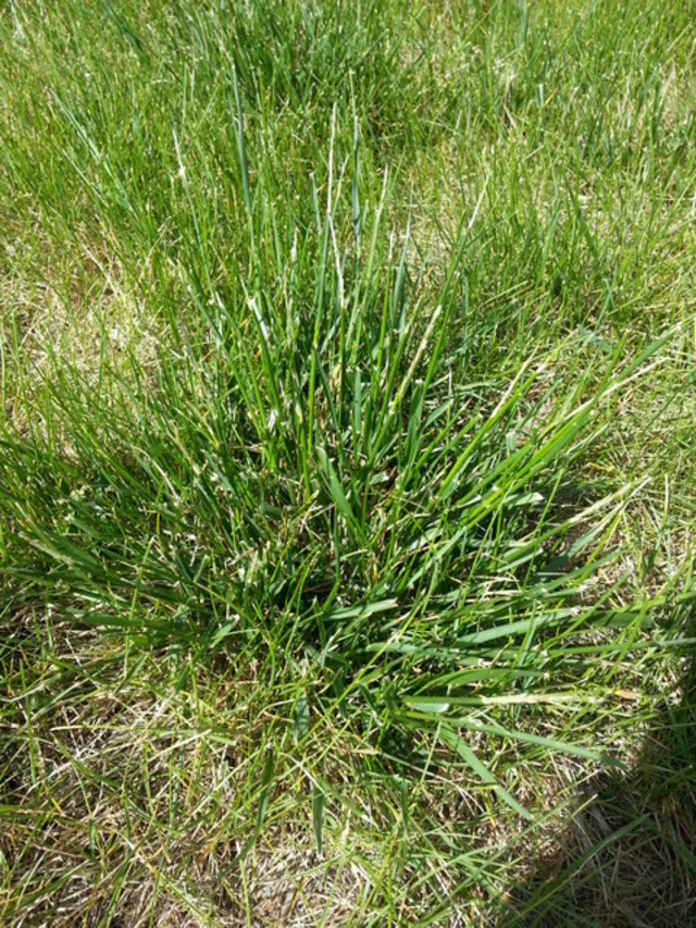 Ugly, coarse grass taking over my lawn.