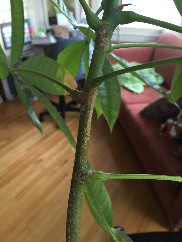 Brown spots on money tree leaves