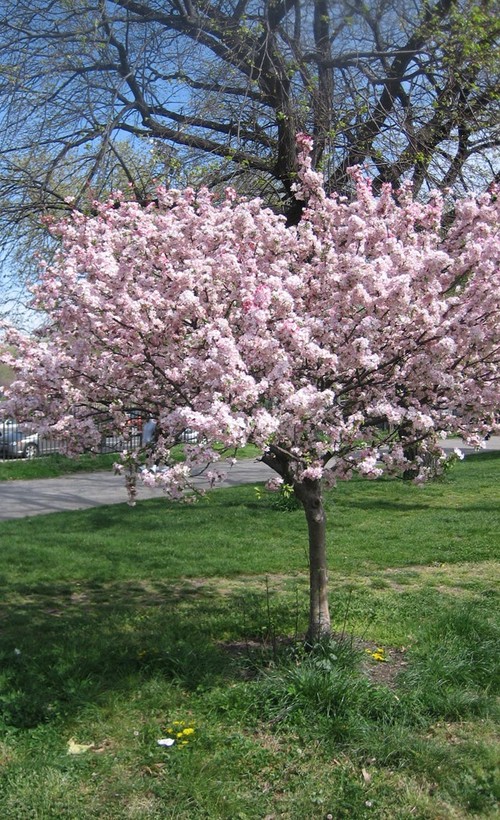 Cherry Blossom Tree Varieties