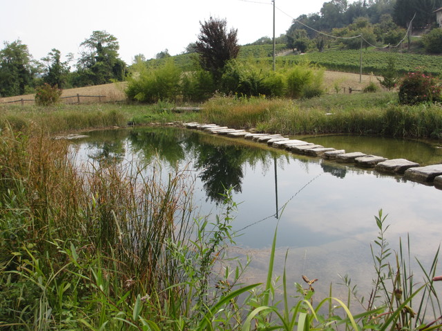 BioNova Natural Swimming Pools - International swimming-pool-and-hot-tub