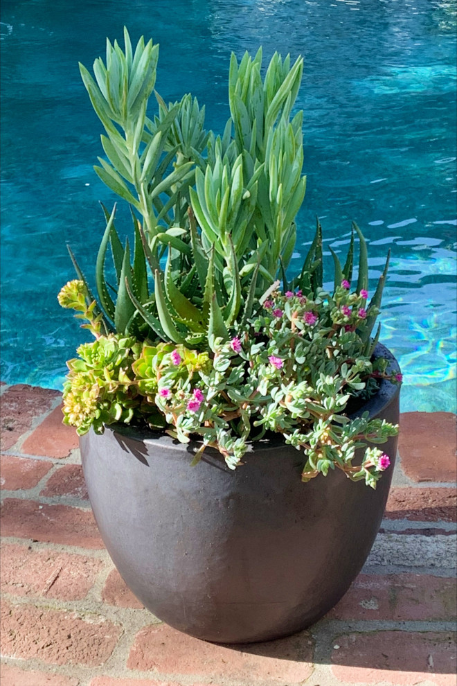 Poolside Patio Plants