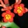 Last commented by flowerpottipper