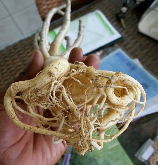 Dinoadenium 
