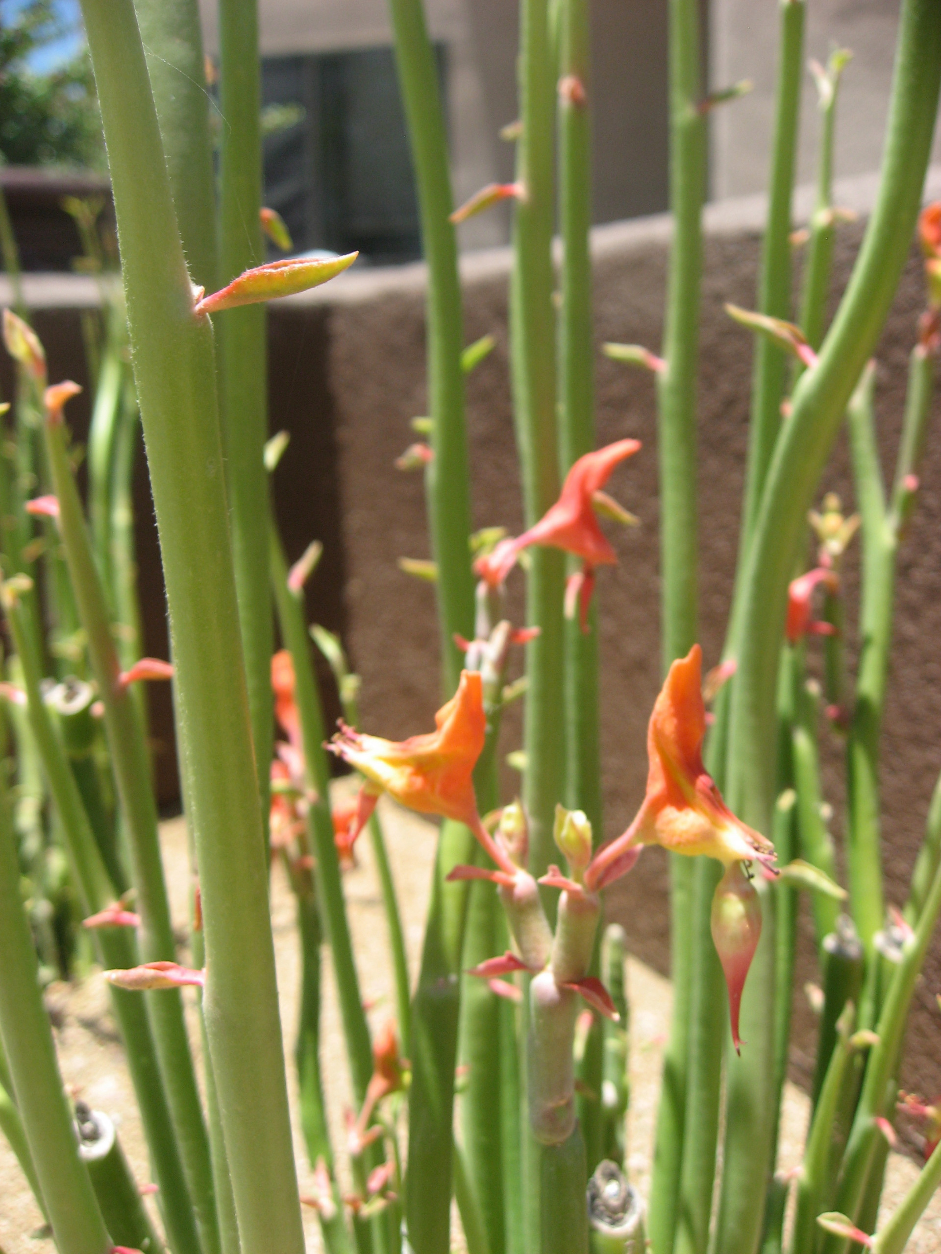 Great Design Plant: Slipper Plant