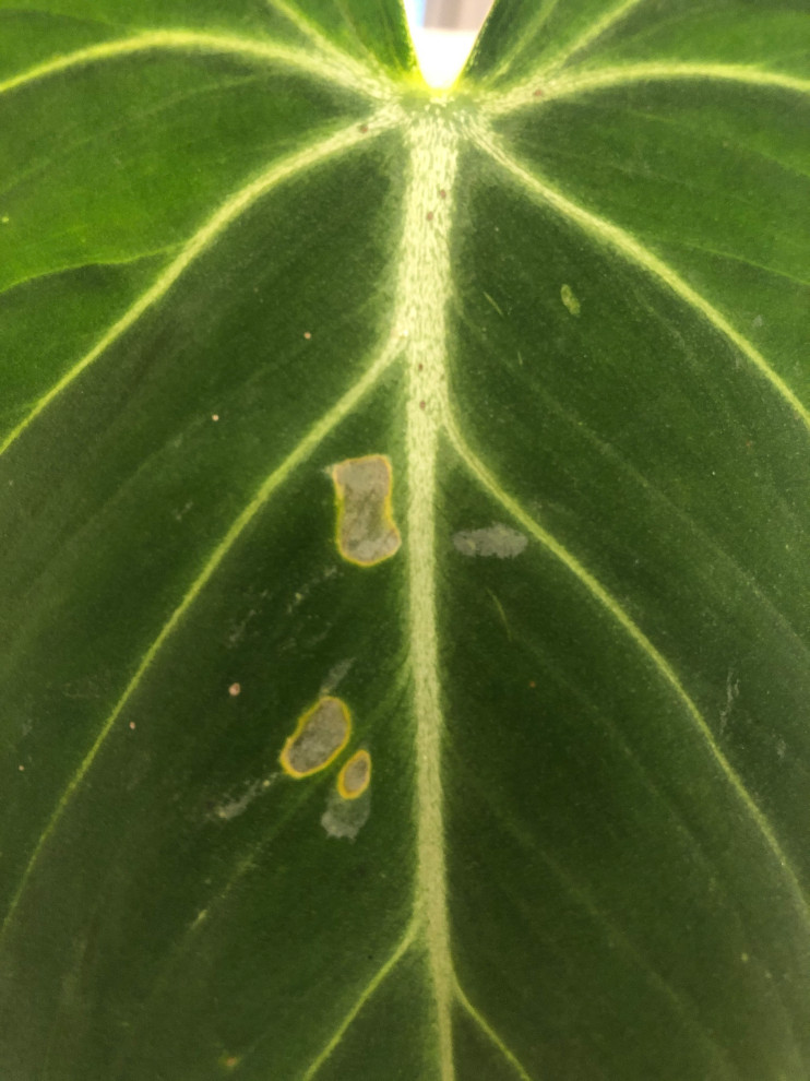 Gloriosum leaf holes and spots. Pest or not? | Houzz Forum