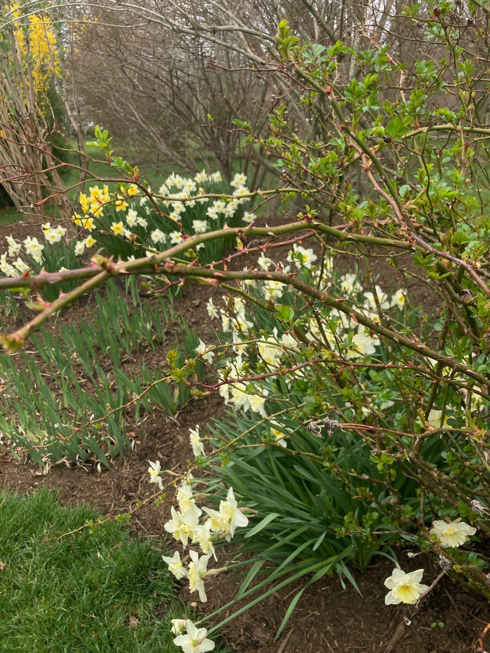 Sagaponack Garden Borders