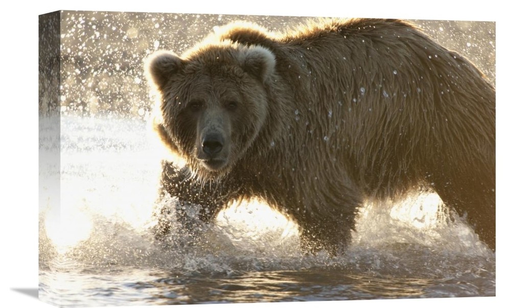 "Grizzly Bear Foraging For Salmon, Katmai National Park, Alaska" Artwork