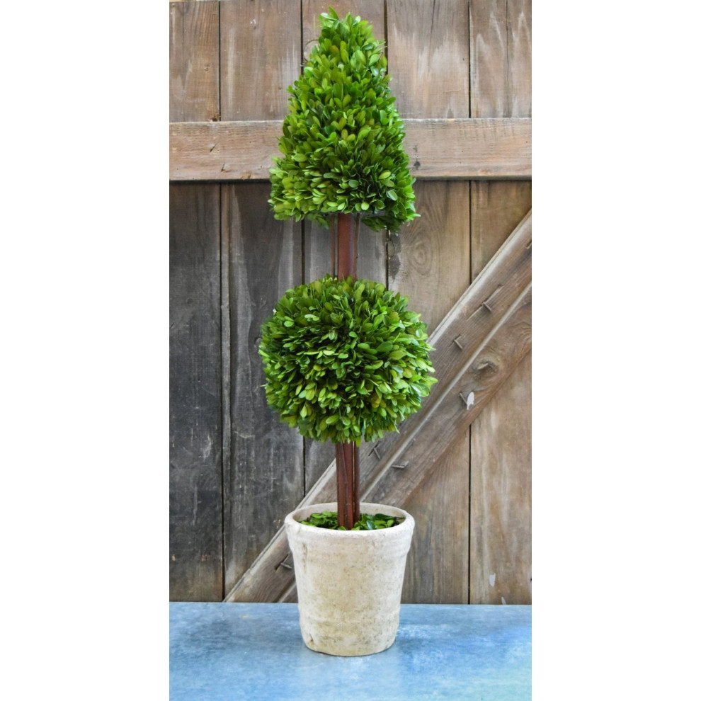 Preserved Boxwood Mixed Topiary - 36 Inch