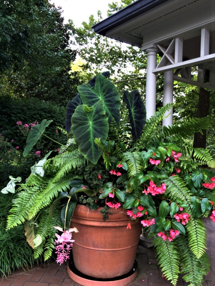 Container Plantings: Spring and Summer