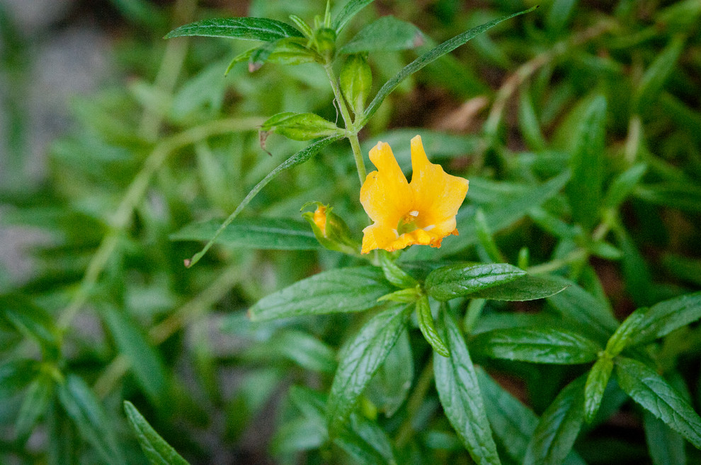 Photo of a transitional drought-tolerant and full sun landscaping in Los Angeles for spring.