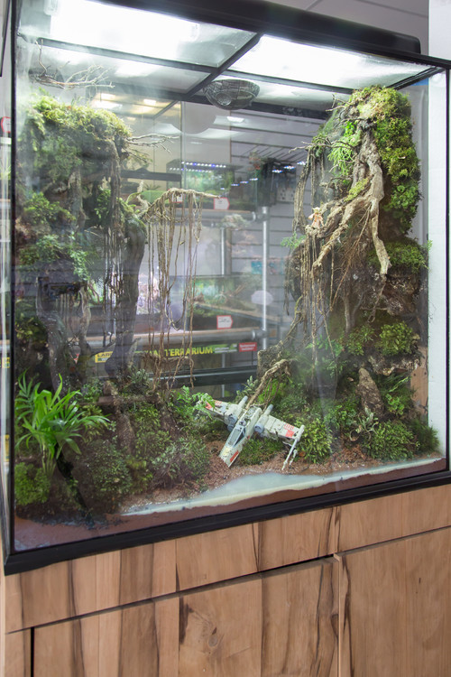 Star Wars Themed Frog Terrarium Featuring a Scene From the Swamp Covered  Planet of Dagobah