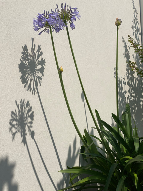 Sensations m&eacute;ridionales landstil-terrasse