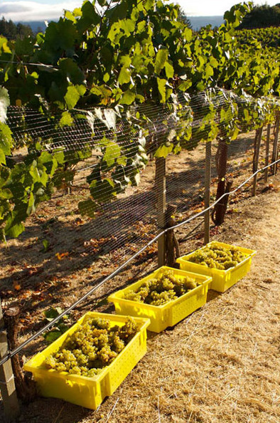 grow grapes how to start a small vineyard