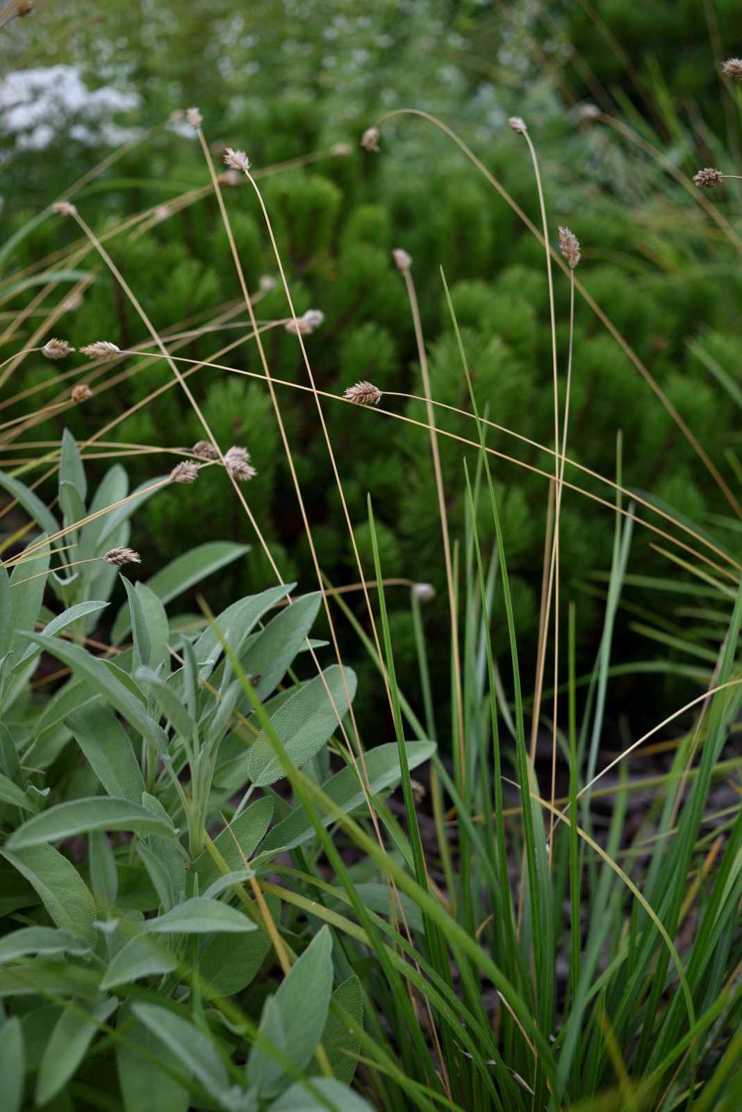 Сад с видом на Волгу
