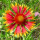 Megan McGowan (USDA Zone 8A)