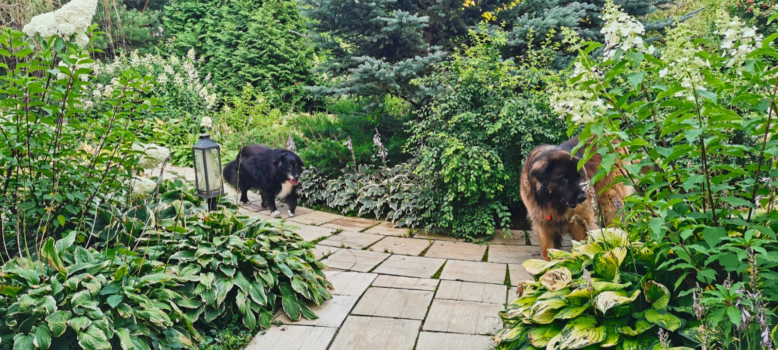 Ландшафтный дизайн участка с САДОМ ГОРТЕНЗИЙ