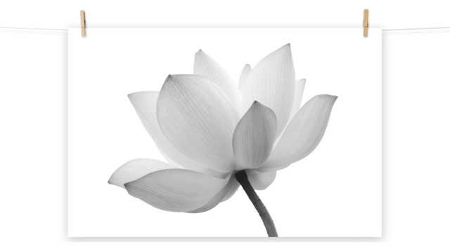 Dramatic Floral Wall Art Lotus Flower Black and White Floral Nature ...