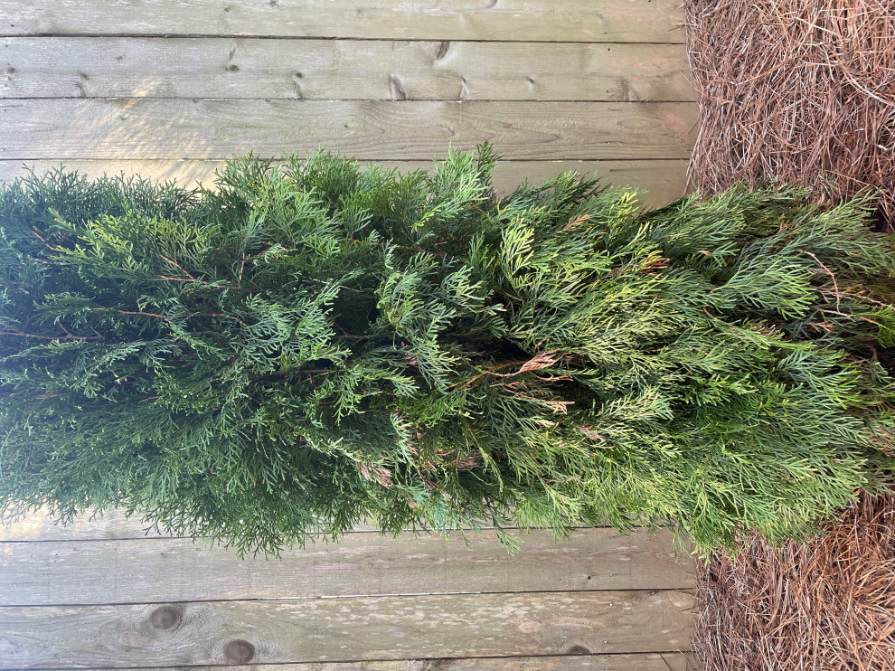 Emerald Green Arborvitae Dying?