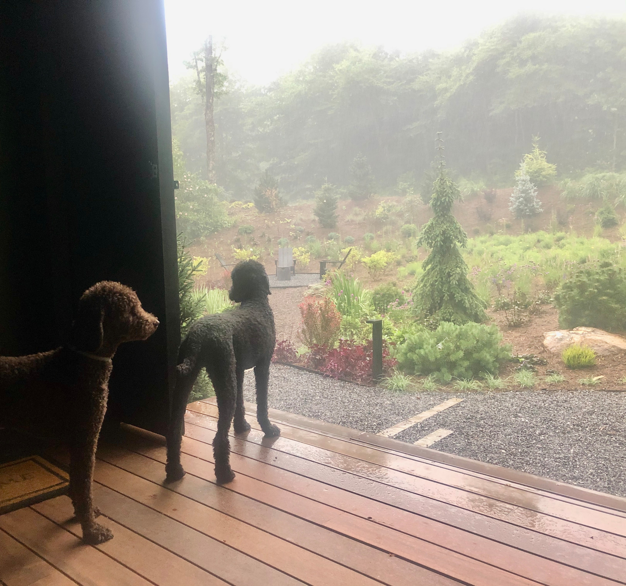 Amador and Sonoma watching the storm.