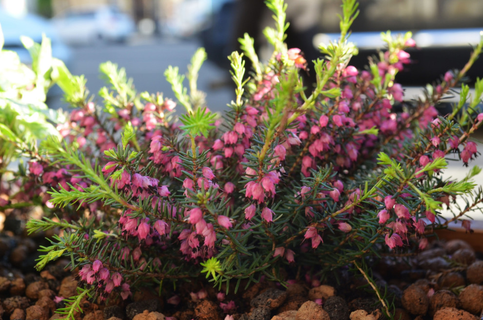 Озеленение входных групп. Вереск.