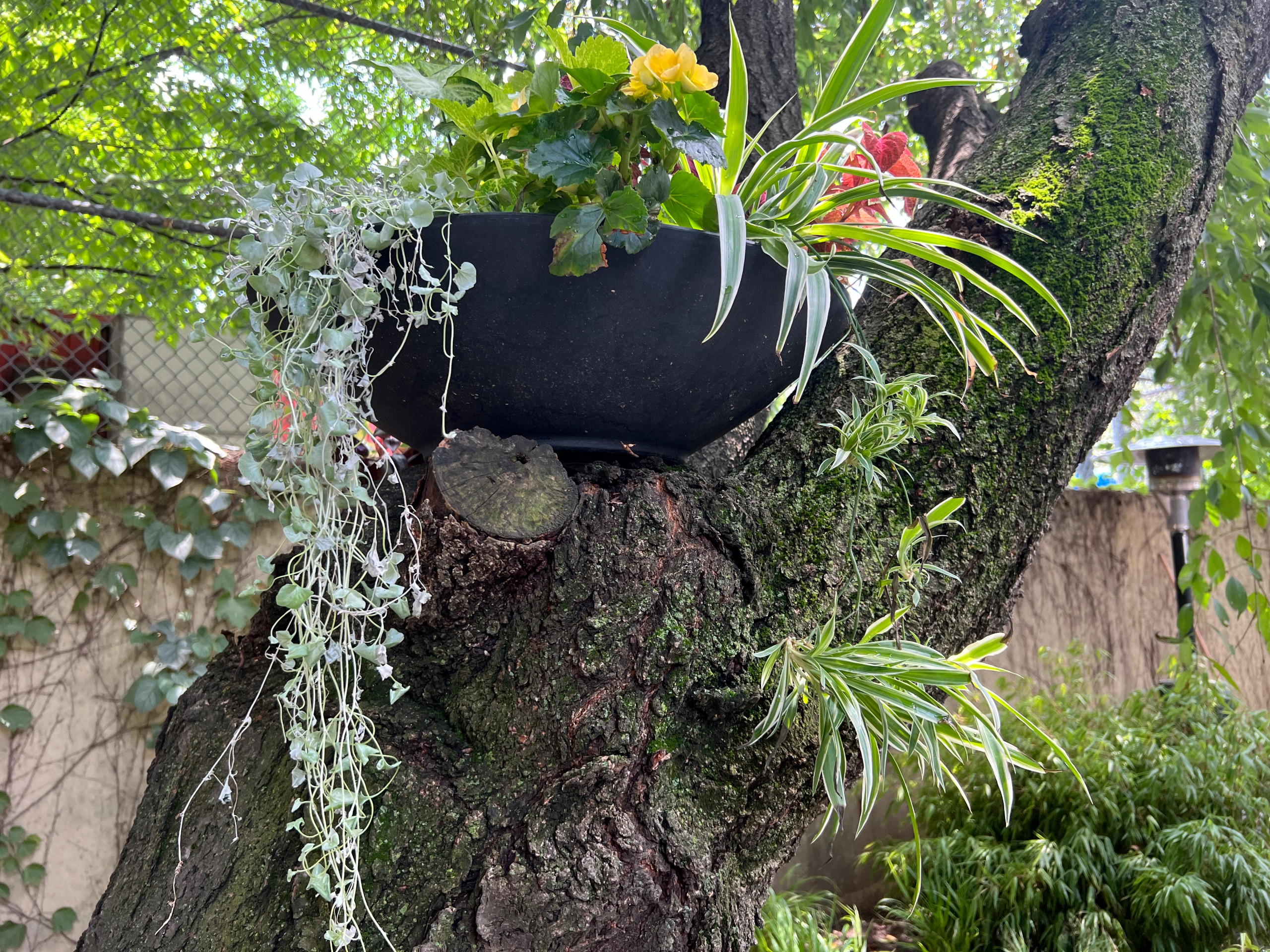 Modern Urban Shade Garden