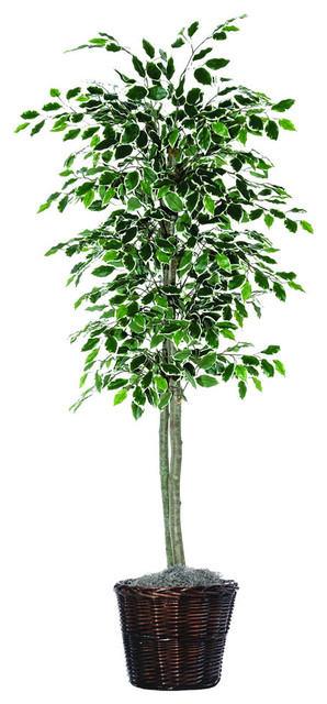 Vickerman 6' Variegated Ficus tree