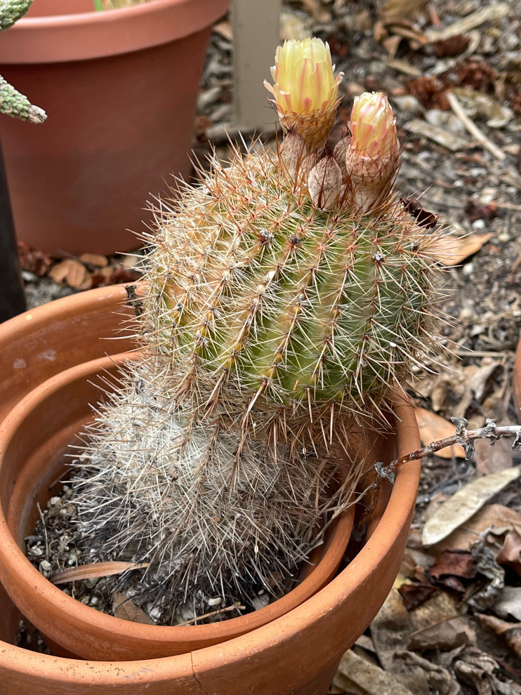 What to do with "dying" cactus?